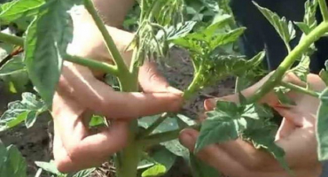 Jak správně zaštípnout rajčata a získat úrodu